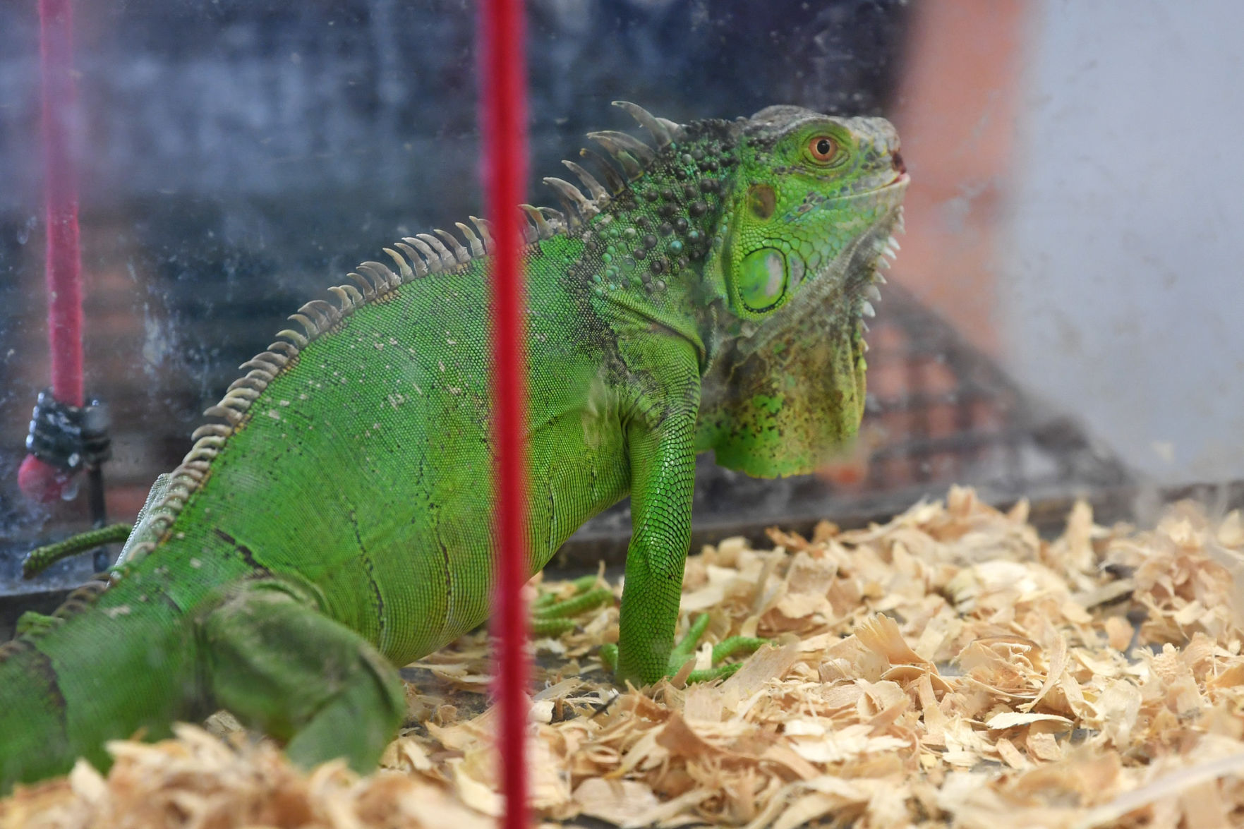 Reptile Day at the library